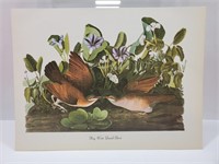 Key West quail-Dove Bird Print John J. Audubon