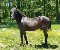 Lilly - Yearling Black Suffolk/Friesian Cross Mare