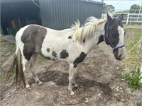 (VIC) IVY - PAINT FILLY