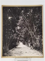 ANTIQUE PHOTOGRAPH OF BAMBOO