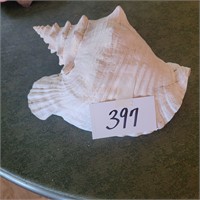 Large Conch Shell