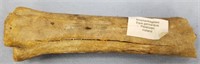 Fossilized leg bone 7"               (N 105)