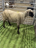 ARBY1744 BLK WHITE EWE 123# P26