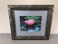 Water Lily Photo Print -Framed