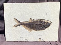 Fish, Fossil, Rock, Natural, Decor, Collectible, S