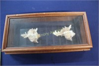 SHELLS IN DISPLAY BOX