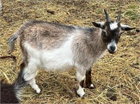 Two year-old Nigerian dwarf doe with doeling