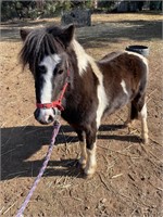 (VIC) MAGPIE - SHETLAND X GELDING