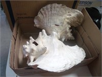 2 LARGE CONCH SHELLS