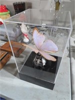 BEAUTIFUL REAL BUTTERFLY MOUNTED