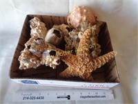 Coral Pieces, Shell & Starfish