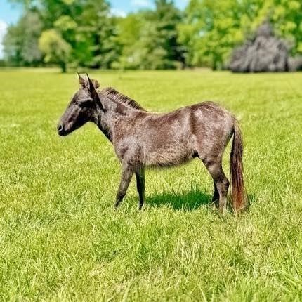 June Catalog Horse Sale