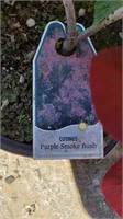 (2) Purple Smokebush & (3) Lewis Raspberry
