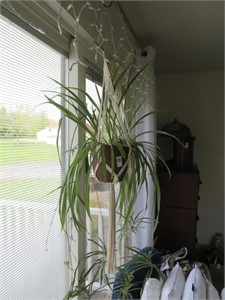 spider plant in macrame hanger
