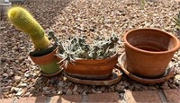 2 Cacti - 3 Planters