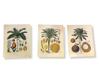 3 Vintage Botanical Prints Palm Trees