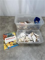 Large lot of seashells, coral and other ocean