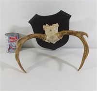 Bois de cerf monté sur plaque mounted deer antlers