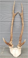 Set of Axis Deer Horns