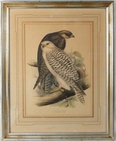 John Gould (1804-1881) Birds of Europe Lithograph