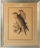 Lear Birds of Europe, Lanner Falcon Lithograph