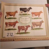 Dairy Breed Poster