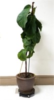Live - Fiddle Leaf Fig Potted Plant