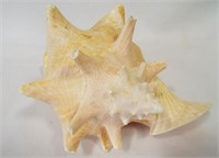 Genuine Conch Shell 9" Horned Queen - a Few Chips