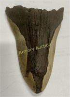 5" COOPER RIVER FOUND MEGALODON SHARKS TOOTH