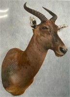 African Tsessebe Taxidermy Shoulder Mounted Buck