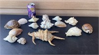 Collection of shells