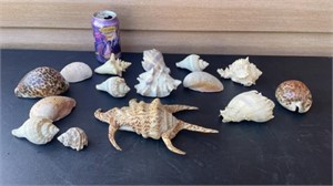 Collection of shells