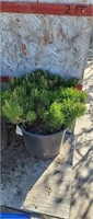 Mugo Pine