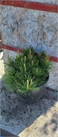 Mugo Pine