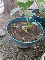 Potted Plant (Front Porch)