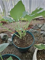 Potted Plant (Front Porch)