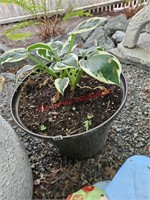 Potted Plant (Front Porch)