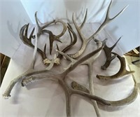 Deer Antler Sheds