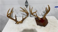 Deer Antlers