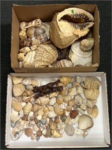 Seashells, various sizes and types, 2 boxes