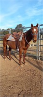 (VIC) ACCIDENTAL SPIN - QH MARE