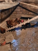 7- Hens and 1 rooster