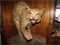 Taxidermy Linx/Bobcat 22 x 22"