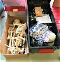 Human & Dog Skeleton Models