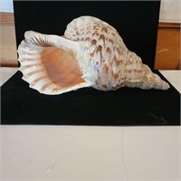 Extra Large Conch Shell