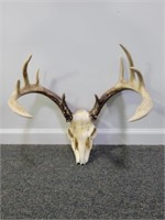 10 PT. DEER ANTLER AND SKULL TOP MOUNT