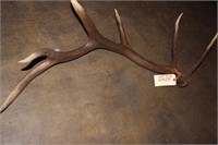 6 POINT ELK ANTLER