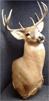 Whitetail Deer 9-Point Buck - Antlers - Rack