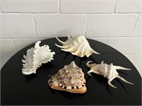 Spider conch shells and conch shells