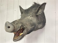 Boar Head Taxidermy Mount